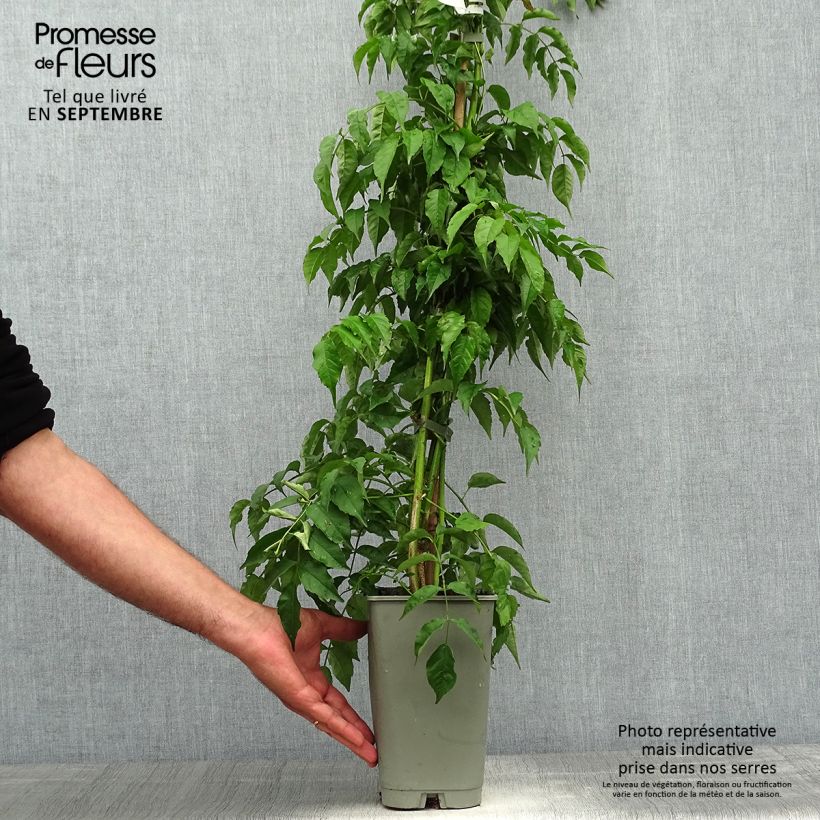 Exemplar von Podranea ricasoliana - Trompetenwein Topf mit 2L/3L wie im Herbst geliefert
