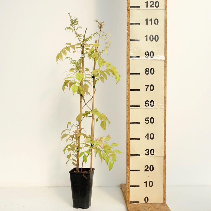 Exemplar von Podranea ricasoliana Comtesse Sarah - Trompetenwein Topf mit 2L/3L wie im Sommer geliefert
