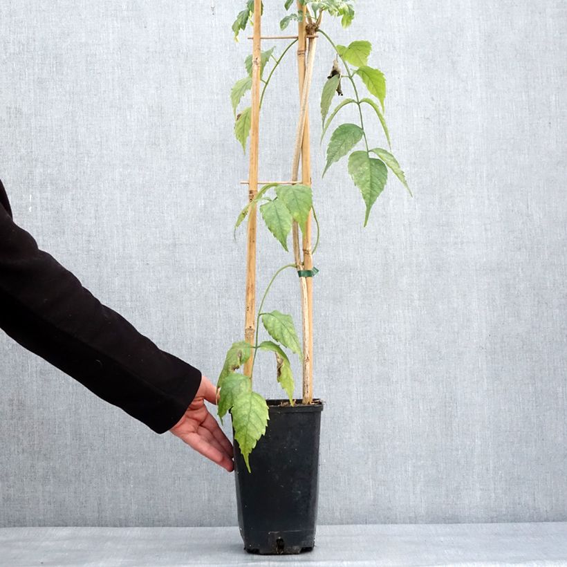 Exemplar von Podranea ricasoliana Comtesse Sarah - Trompetenwein Topf mit 2L/3L wie im Winter geliefert