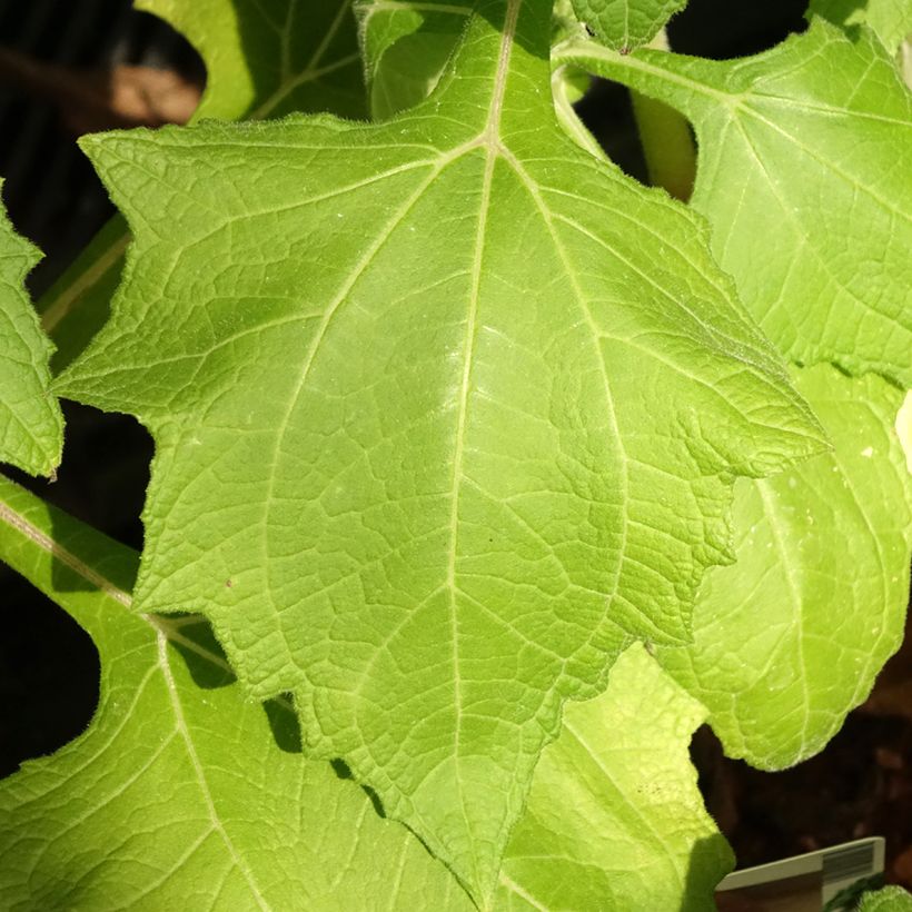 Smallanthus sonchifolius - Yacón  (Laub)