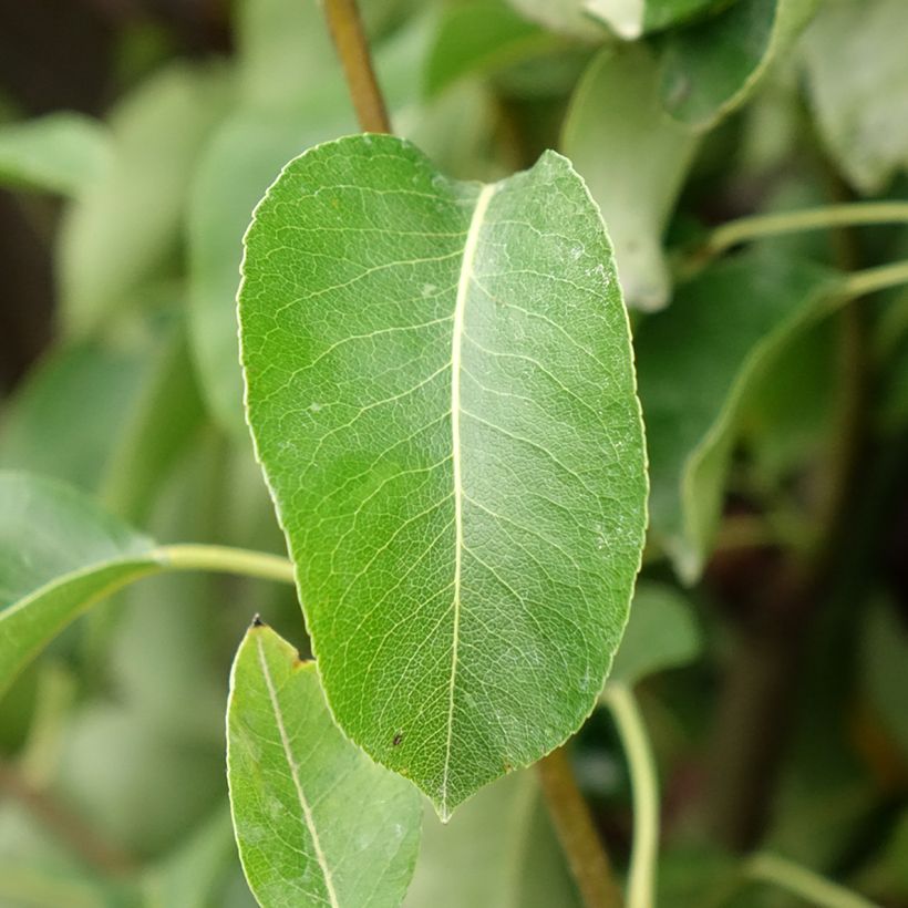 Birnbaum Angelys - Pyrus communis (Laub)