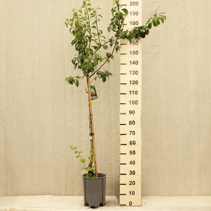Exemplar von Birnbaum Beurre Hardy - Pyrus communis Topf mit 7,5L/10L, Halbstamm wie im Sommer geliefert