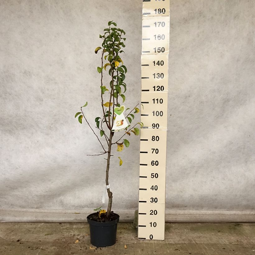 Exemplar von Birnbaum Beurre Hardy - Pyrus communis Topf mit 7,5L/10L, Gobelet-Form wie im Herbst geliefert