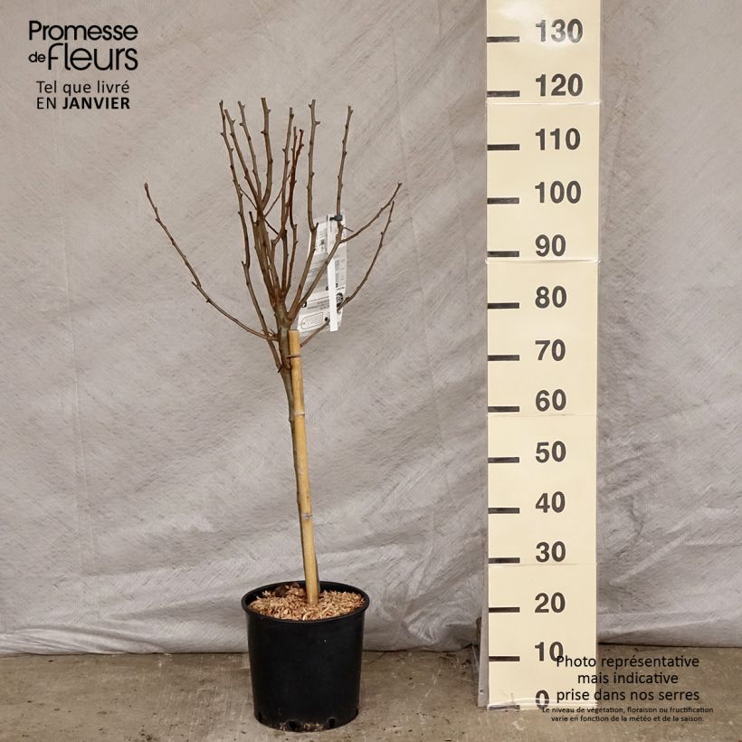 Exemplar von Birnbaum Beurre Hardy - Pyrus communis Topf mit 7,5L/10L, Gobelet-Form wie im Winter geliefert