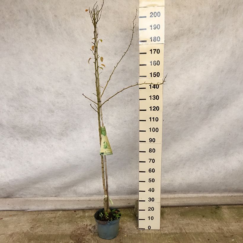 Exemplar von Birnbaum Charneux - Pyrus communis Topf mit 7,5L/10L, Halbstamm wie im Herbst geliefert