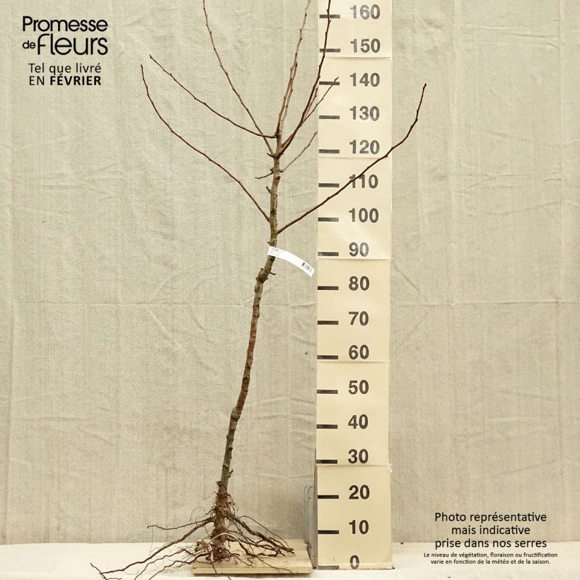 Exemplar von Birnbaum Charneux - Pyrus communis Wurzelnackt, Gobelet-Form wie im Winter geliefert