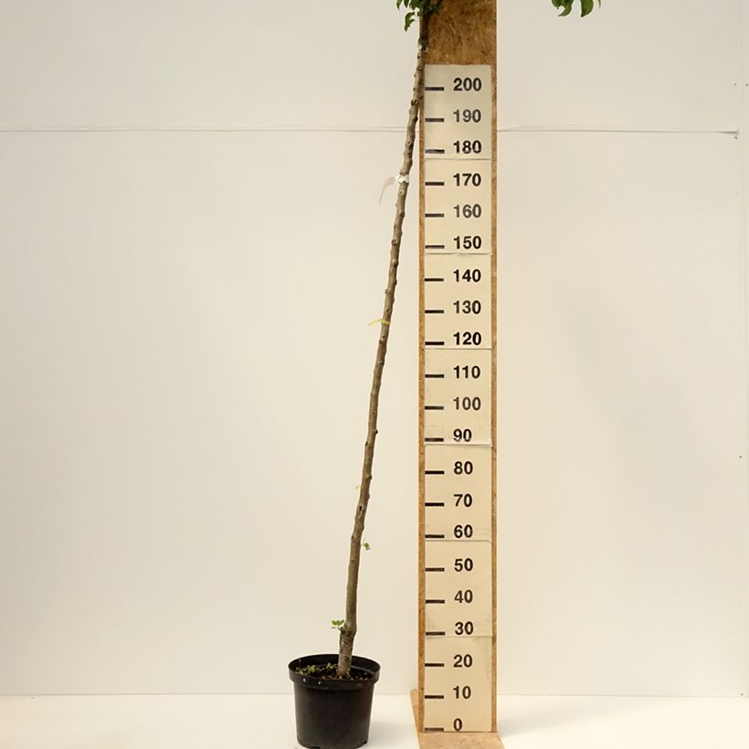 Exemplar von Birnbaum Charneux - Pyrus communis Topf mit 7,5L/10L, Hochstamm wie im Frühjahr geliefert