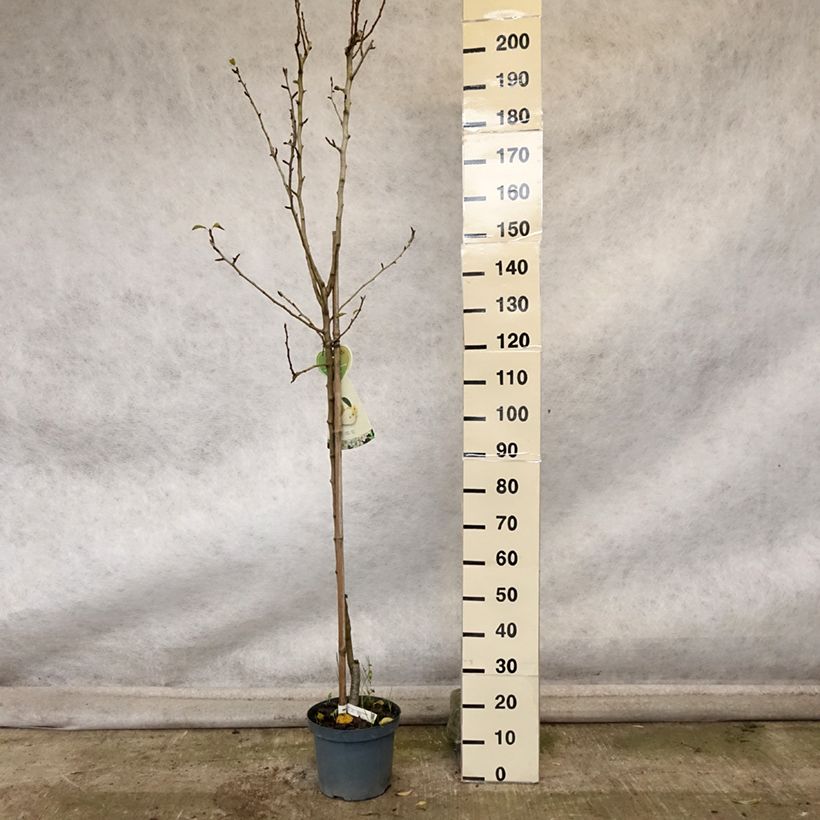 Exemplar von Birnbaum Clapp’s Favorite - Pyrus communis Topf mit 7,5L/10L, Halbstamm wie im Herbst geliefert
