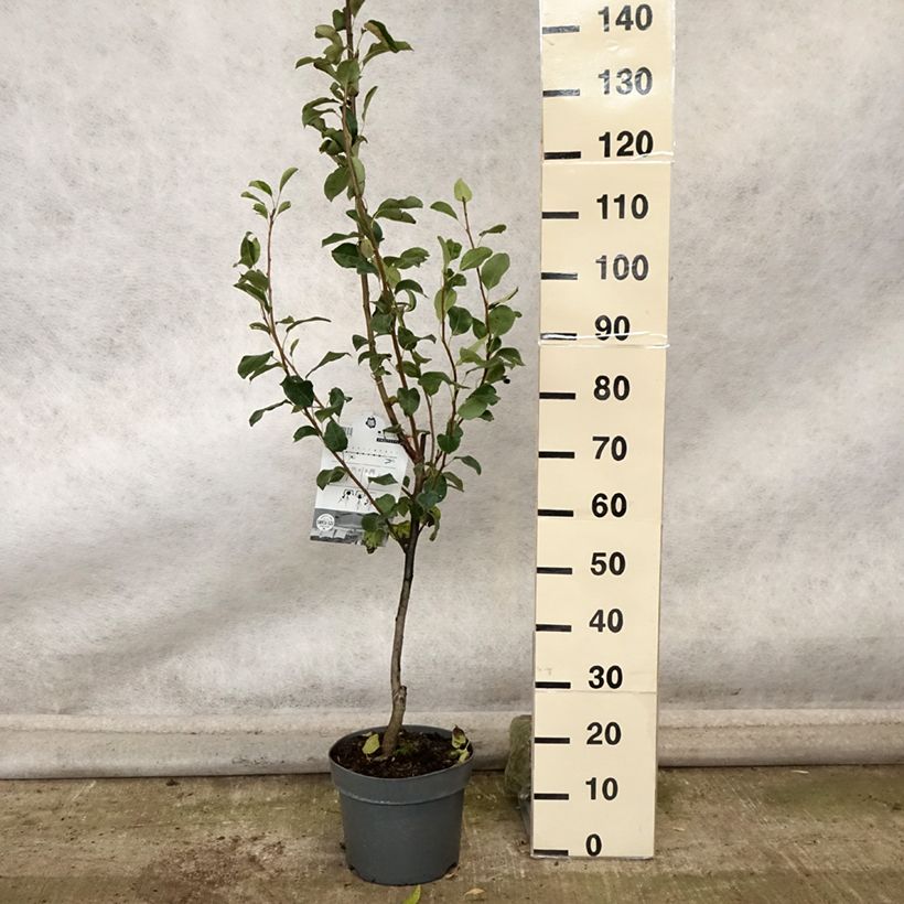Exemplar von Säulenbirnbaum Londres - Pyrus communis Topf mit 7,5L/10L, Säulenförmig wie im Herbst geliefert