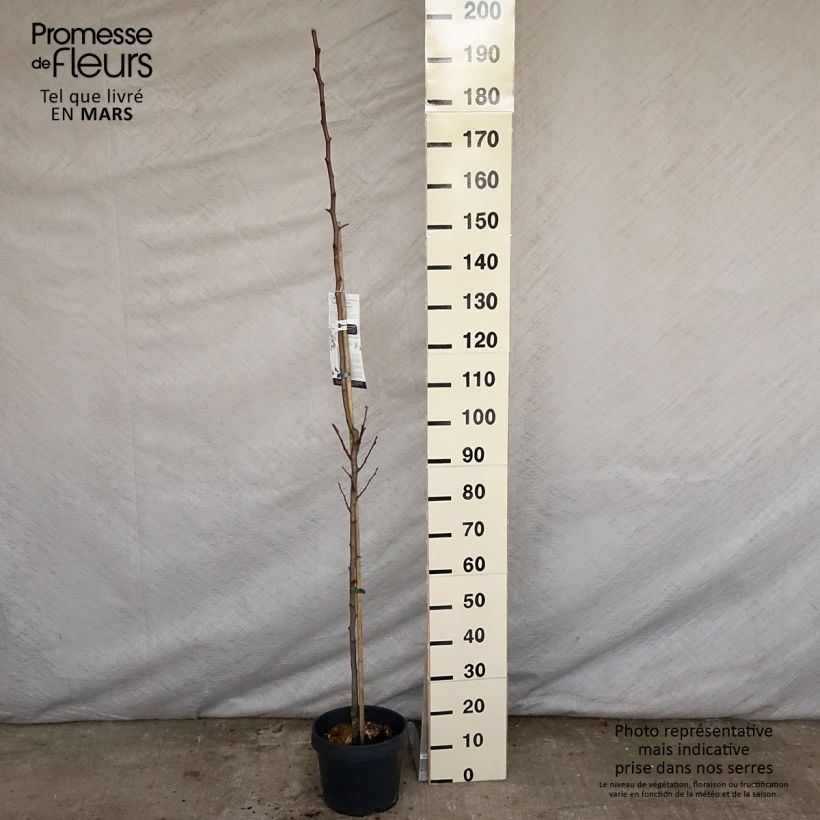 Exemplar von Säulenbirnbaum Londres - Pyrus communis Topf mit 7,5L/10L, Säulenförmig wie im Frühjahr geliefert