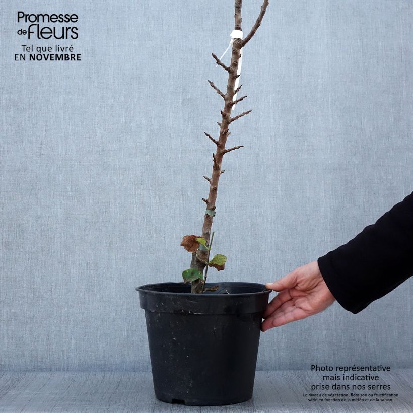 Exemplar von Säulenbirnbaum Obelus - Pyrus communis Topf mit 7,5L/10L, Säulenförmig wie im Herbst geliefert