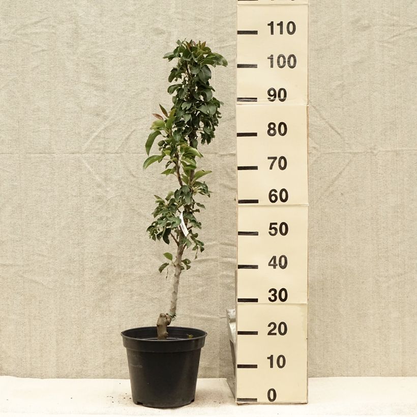 Exemplar von Säulenbirnbaum Obelus - Pyrus communis Topf mit 7,5L/10L, Säulenförmig wie im Sommer geliefert