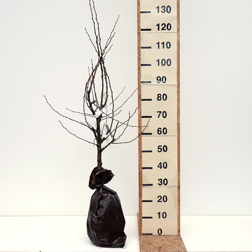 Exemplar von Birnbaum Comtesse de Paris - Pyrus communis Ballenware "Fertig-zum-Pflanzen", Gobelet-Form wie im Herbst geliefert