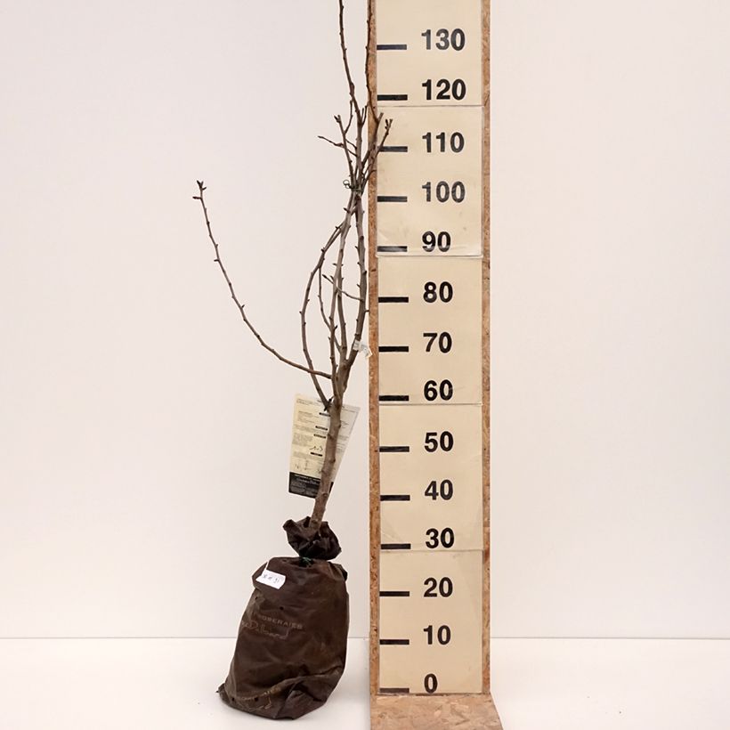 Exemplar von Birnbaum Comtesse de Paris - Pyrus communis Plug "Fertig-zum-Pflanzen", Gobelet-Form wie im Winter geliefert