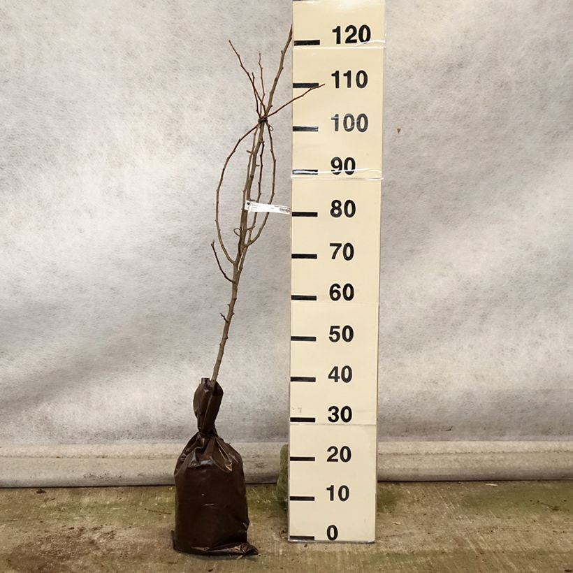 Exemplar von Birnbaum Comtesse de Paris - Pyrus communis Plug "Fertig-zum-Pflanzen", Heister wie im Herbst geliefert