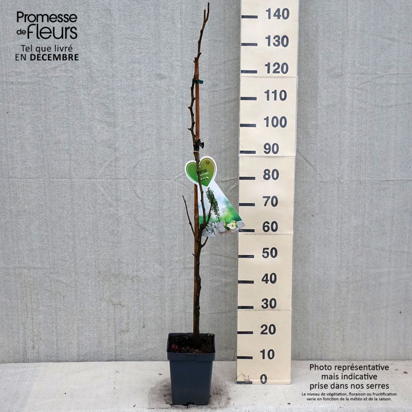 Exemplar von Zwergbirnbaum Condo - Pyrus communis Topf mit 4L/5L, Zwergform wie im Herbst geliefert