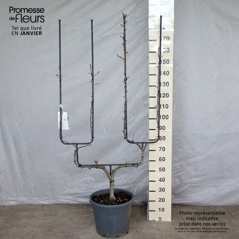 Exemplar von Birnbaum Conférence - Pyrus communis Topf mit 20L/25L, Spalierobst doppelte U-Form wie im Winter geliefert