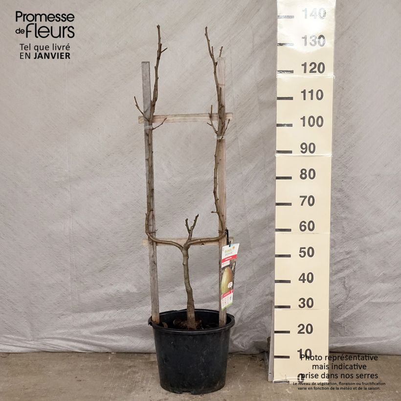 Exemplar von Birnbaum Doyenné du Comice - Pyrus communis Topf mit 7,5L/10L, Gobelet-Form wie im Winter geliefert