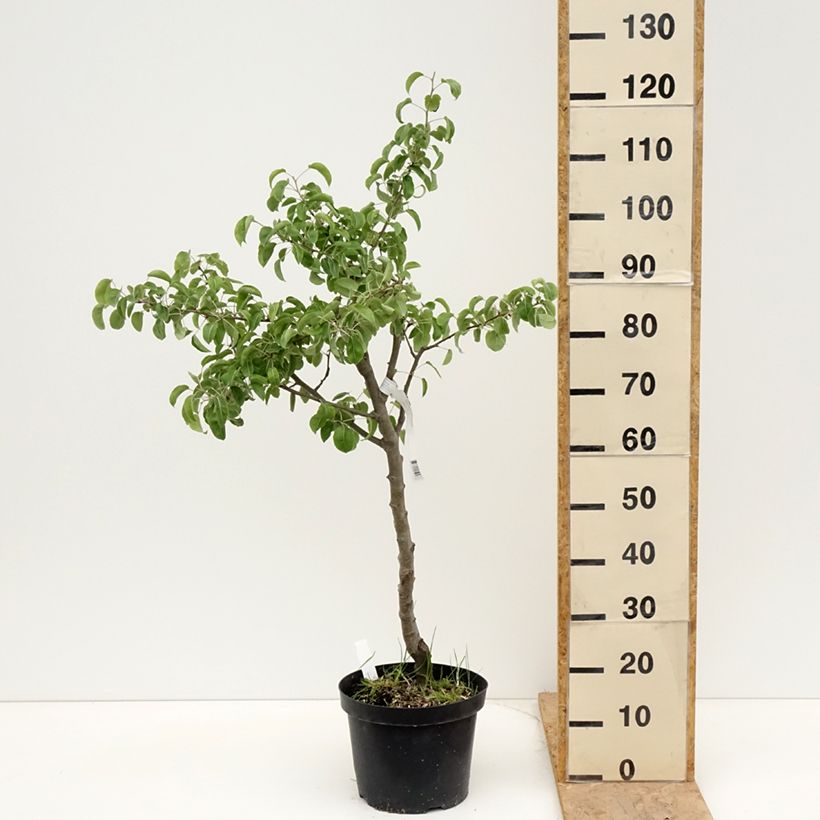 Exemplar von Birnbaum Dubbele Philip - Pyrus communis Topf mit 7,5L/10L, Halbstamm wie im Frühjahr geliefert