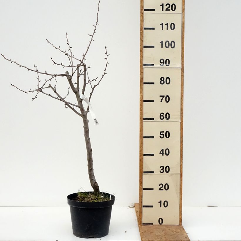 Exemplar von Birnbaum Dubbele Philip - Pyrus communis Topf mit 7,5L/10L, Halbstamm wie im Herbst geliefert