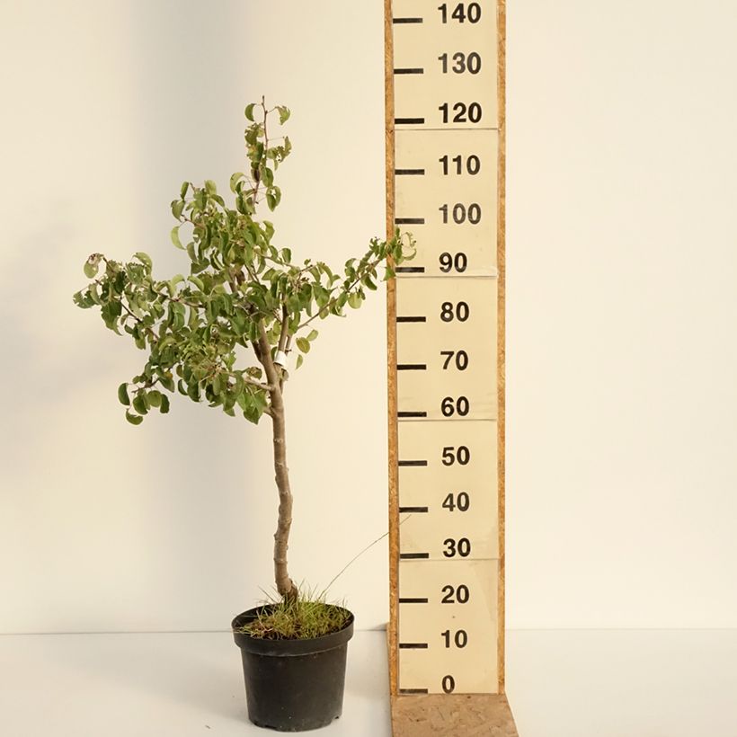 Exemplar von Birnbaum Dubbele Philip - Pyrus communis Topf mit 7,5L/10L, Halbstamm wie im Sommer geliefert