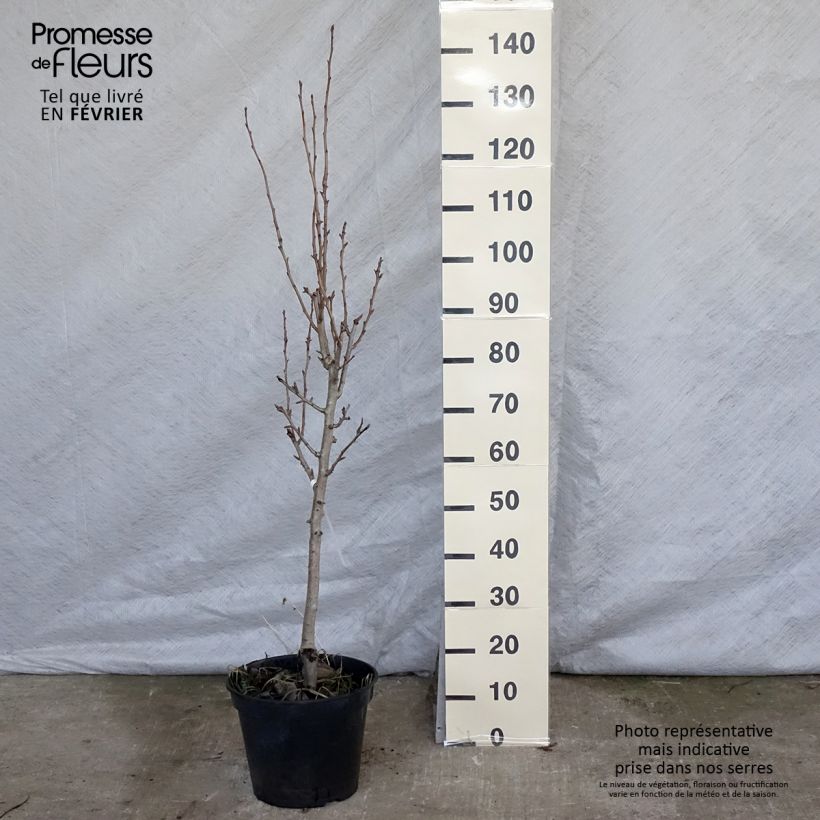 Exemplar von Birnbaum Duchesse d'Angouleme - Pyrus communis Topf mit 7,5L/10L, Gobelet-Form wie im Winter geliefert