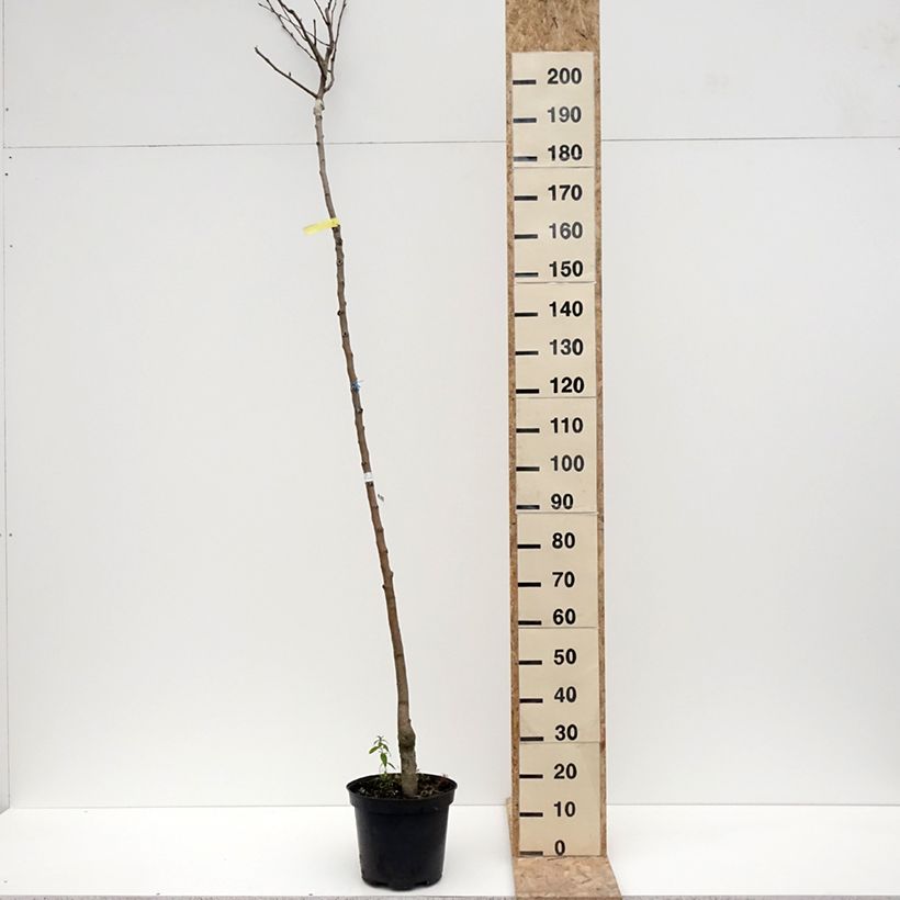 Exemplar von Birnbaum Durondeau - Pyrus communis Topf mit 7,5L/10L, Hochstamm wie im Winter geliefert
