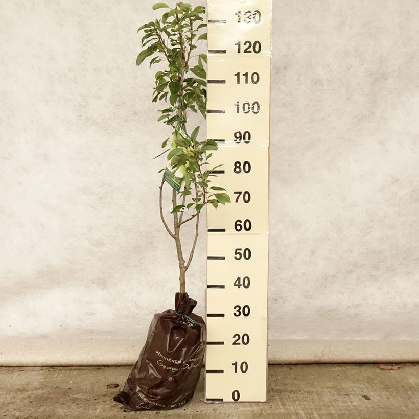 Exemplar von Birnbaum Fertilia Delbard Delwilmor - Pyrus communis Plug "Fertig-zum-Pflanzen", Gobelet-Form wie im Sommer geliefert