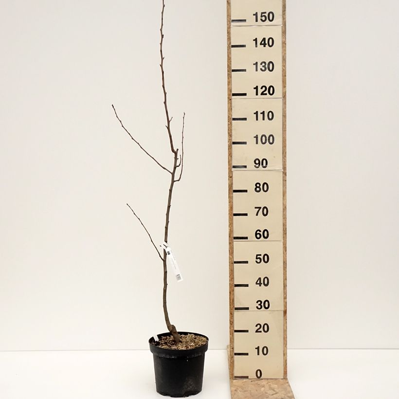 Exemplar von Birnbaum General Leclerc - Pyrus communis Topf mit 7,5L/10L, Heister wie im Winter geliefert