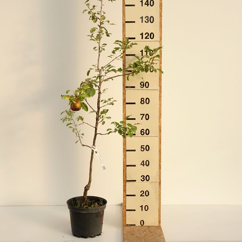 Exemplar von Birnbaum General Leclerc - Pyrus communis Topf mit 7,5L/10L, Heister wie im Sommer geliefert