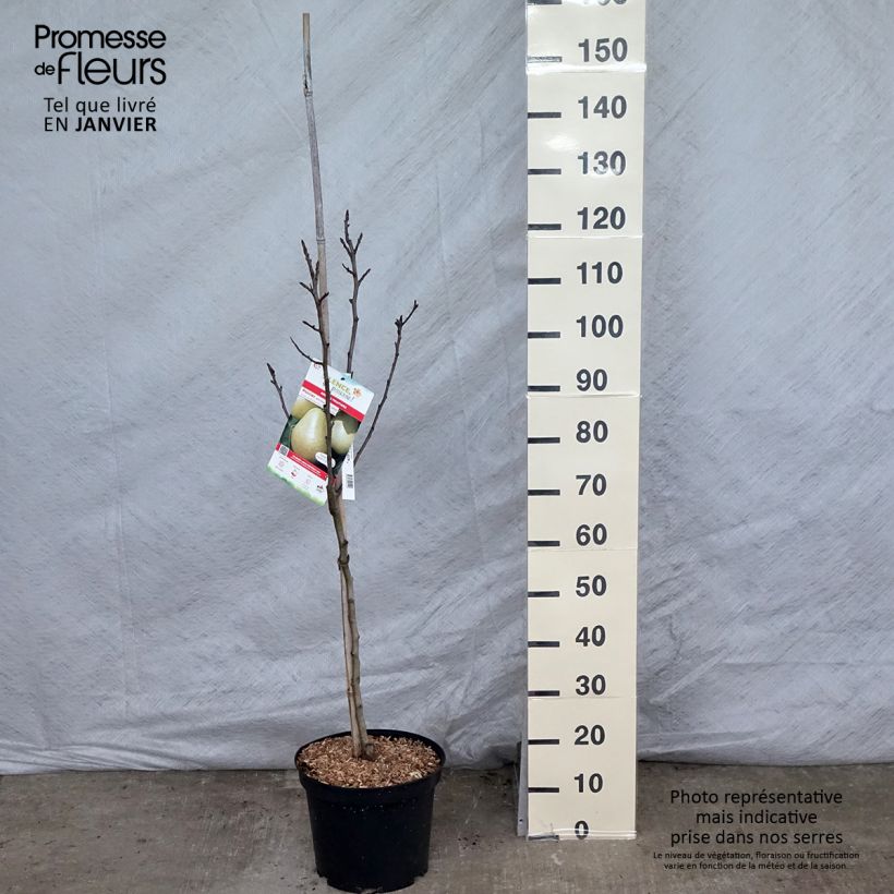 Exemplar von Birnbaum Jules Guyot - Pyrus communis Topf mit 7,5L/10L, Gobelet-Form wie im Winter geliefert