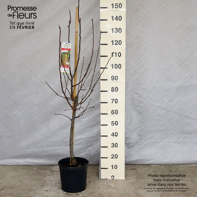 Exemplar von Birnbaum Louise Bonne d'Avranches (Gute Luise) - Pyrus communis Topf mit 7,5L/10L, Gobelet-Form wie im Winter geliefert