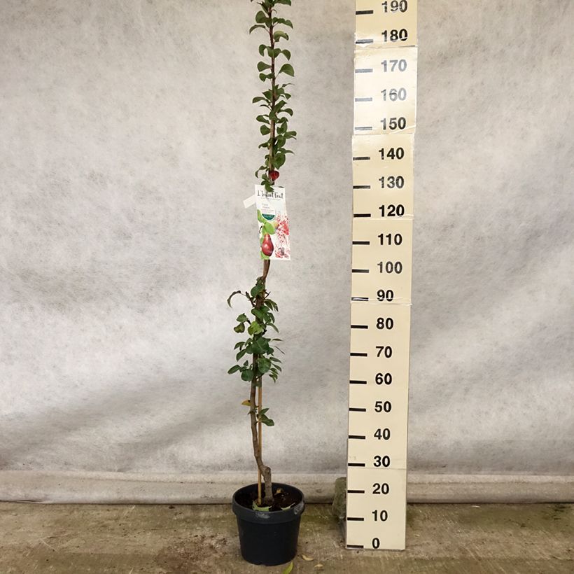 Exemplar von Säulenbirnbaum Moscou - Pyrus communis Topf mit 7,5L/10L, Säulenförmig wie im Herbst geliefert