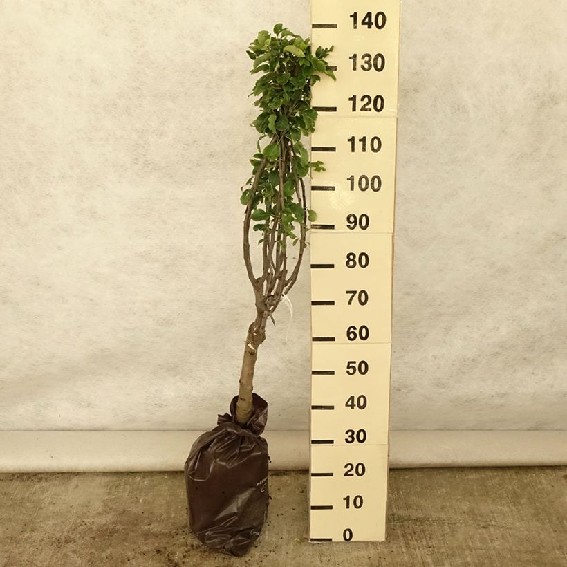 Exemplar von Zwergbirnbaum Belle Helene - Pyrus communis Plug "Fertig-zum-Pflanzen", 1/4 Stängel wie im Sommer geliefert