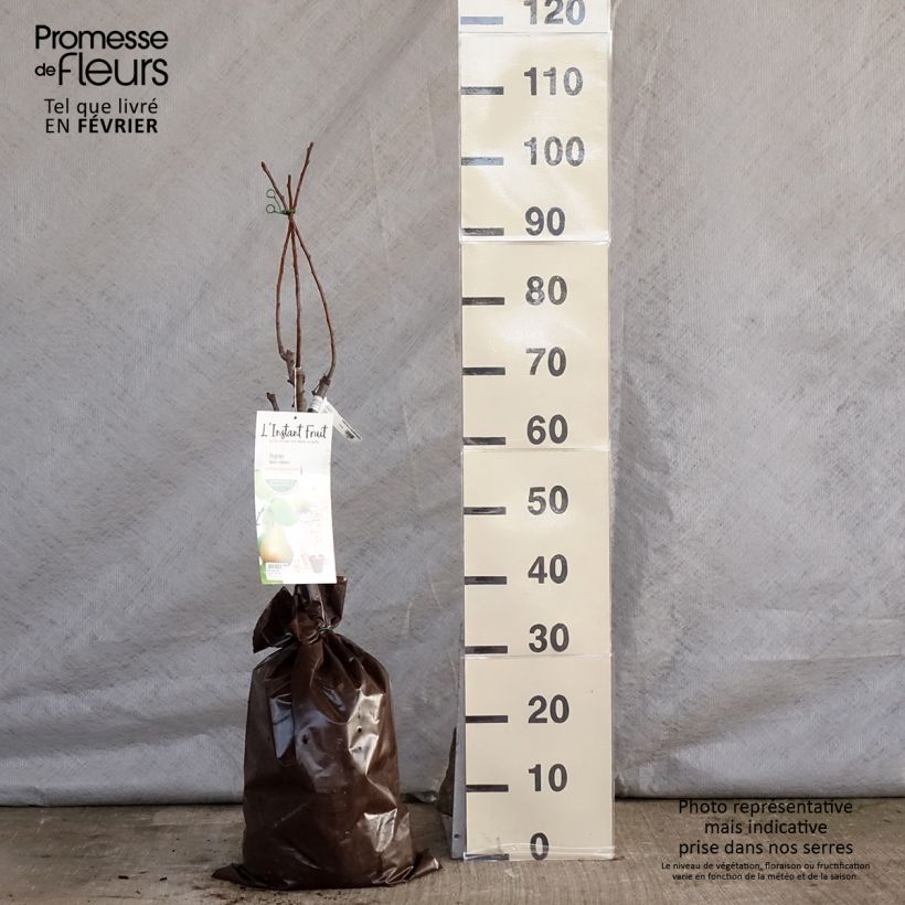 Exemplar von Zwergbirnbaum Belle Helene - Pyrus communis Plug "Fertig-zum-Pflanzen", 1/4 Stängel wie im Winter geliefert