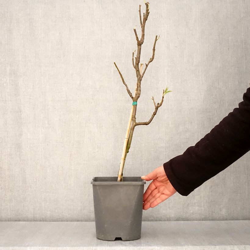 Exemplar von Zwergbirnbaum Fruit Me Pear Me Conférence - Pyrus communis Topf mit 4L/5L, Zwergform wie im Frühjahr geliefert