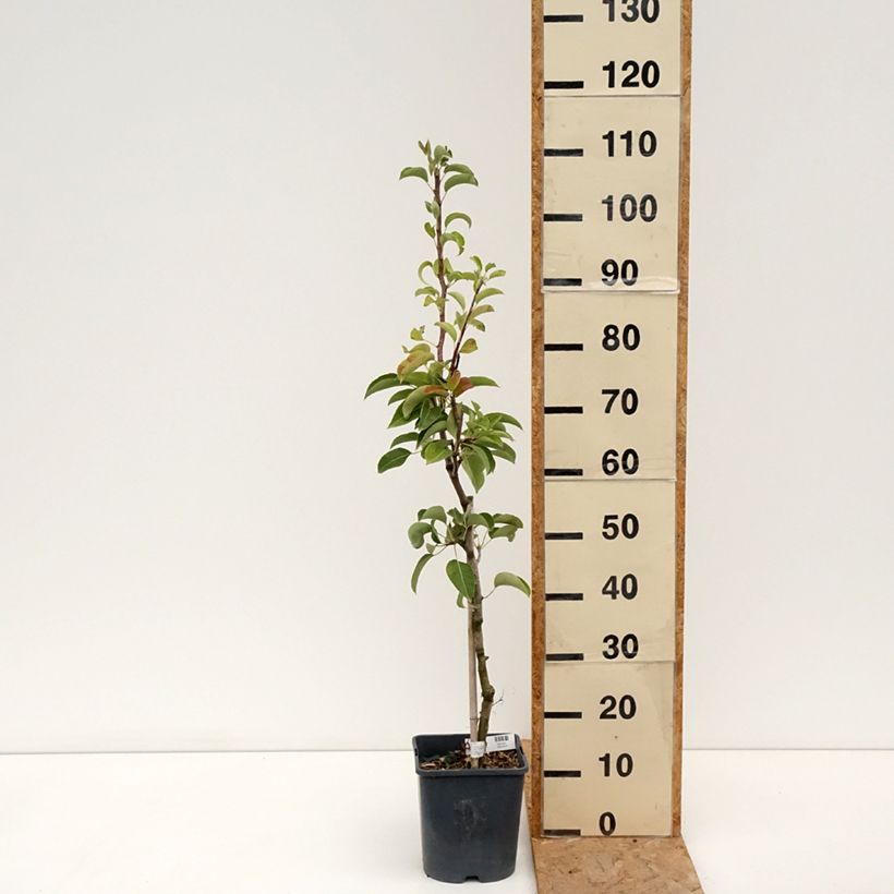 Exemplar von Zwergbirnbaum Fruit Me Pear Me Conférence - Pyrus communis Topf mit 4L/5L, Zwergform wie im Sommer geliefert