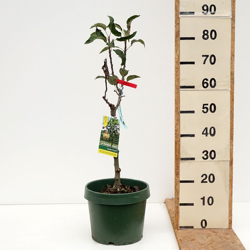 Exemplar von Zwergbirnbaum Garden Gem Pyred - Pyrus communis Topf mit 6L/7L, Zwergform wie im Herbst geliefert