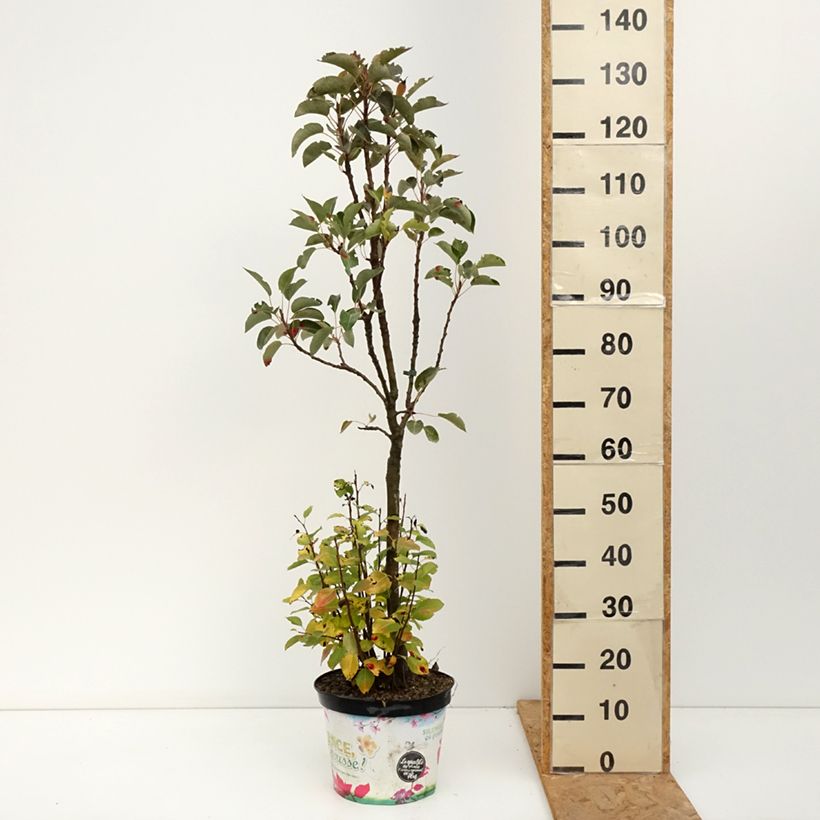 Exemplar von Zwergbirnbaum Garden Pearl - Pyrus communis Topf mit 6L/7L, 1/4 Stängel wie im Herbst geliefert