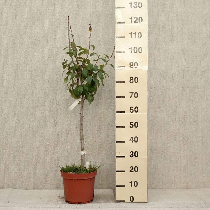 Exemplar von Birnbaum General Leclerc - Pyrus communis Topf mit 7,5L/10L, Gobelet-Form wie im Herbst geliefert