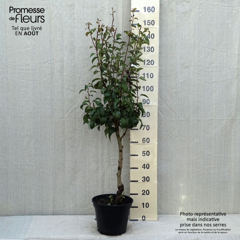 Exemplar von Birnbaum General Leclerc - Pyrus communis Topf mit 7,5L/10L, Gobelet-Form wie im Sommer geliefert