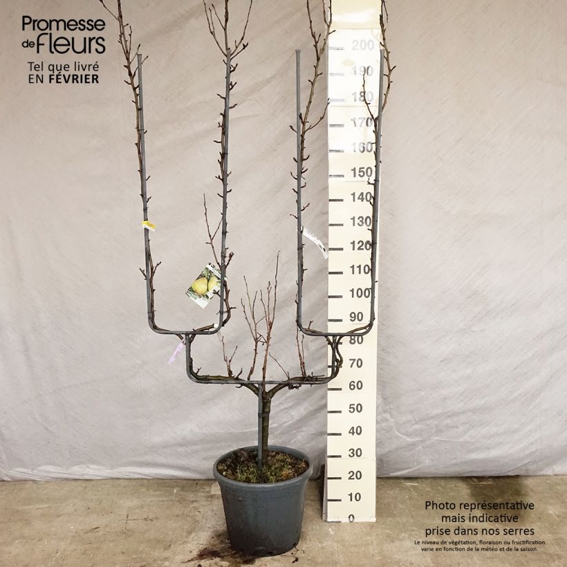 Exemplar von Birnbaum General Leclerc - Pyrus communis Topf mit 30L/35L, Spalierobst doppelte U-Form wie im Winter geliefert