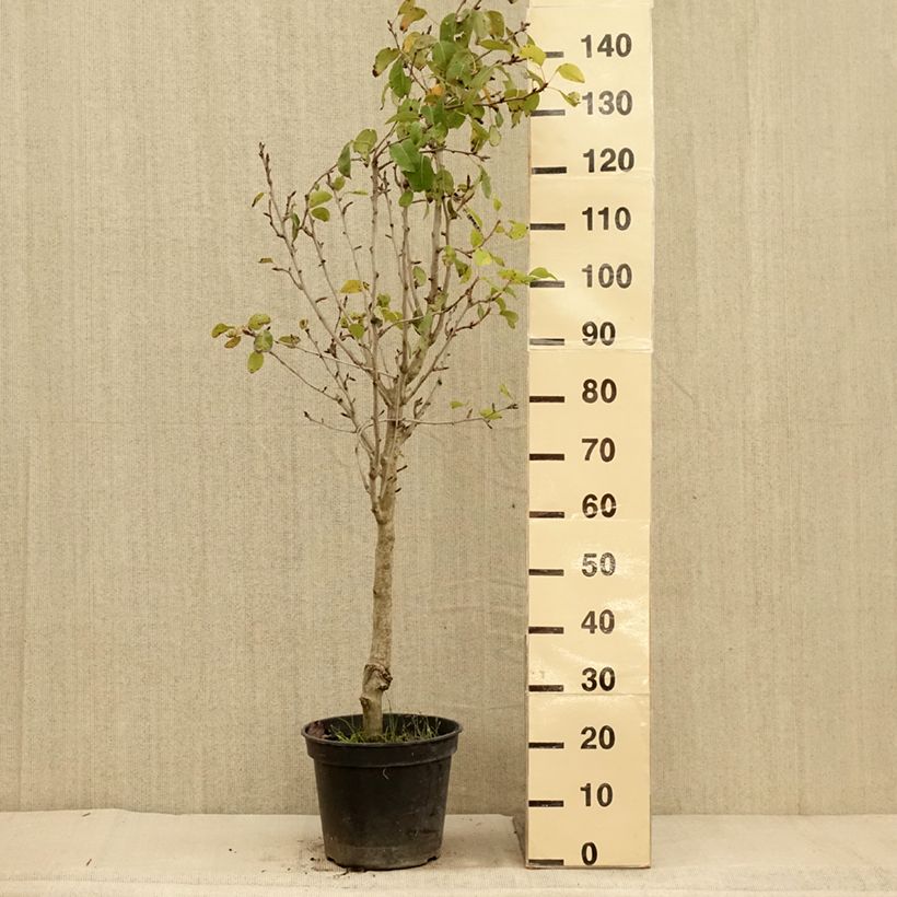 Exemplar von Birnbaum Jeanne d’Arc - Pyrus communis Topf mit 7,5L/10L, Gobelet-Form wie im Herbst geliefert