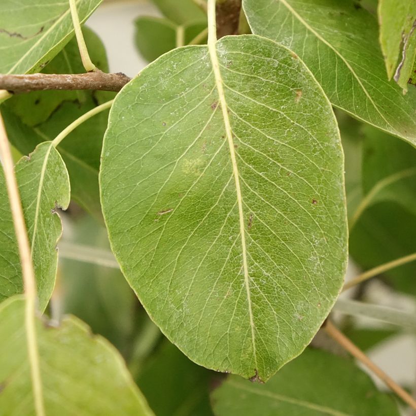 Birnbaum Jeanne d’Arc - Pyrus communis (Laub)