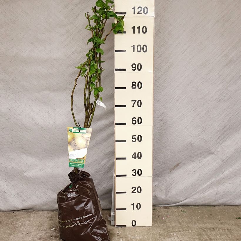 Exemplar von Birnbaum Super Comice Delbard 'Delbias' - Pyrus communis Plug "Fertig-zum-Pflanzen", Gobelet-Form wie im Frühjahr geliefert