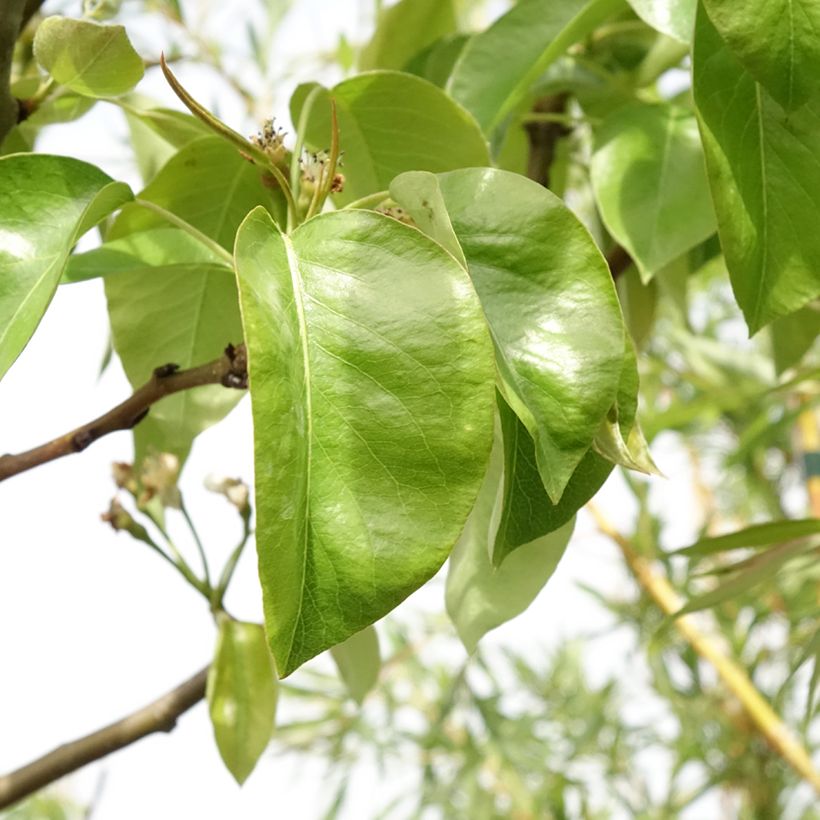 Birnbaum Triomphe de Vienne - Pyrus communis (Laub)