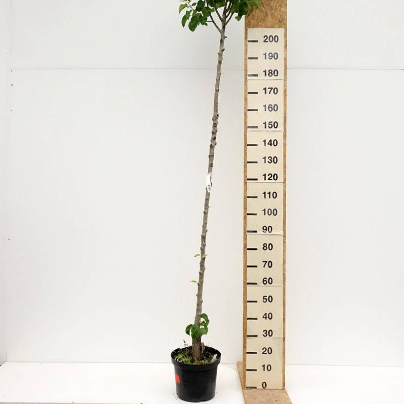 Exemplar von Birnbaum Triomphe de Vienne - Pyrus communis Topf mit 7,5L/10L, Hochstamm wie im Frühjahr geliefert