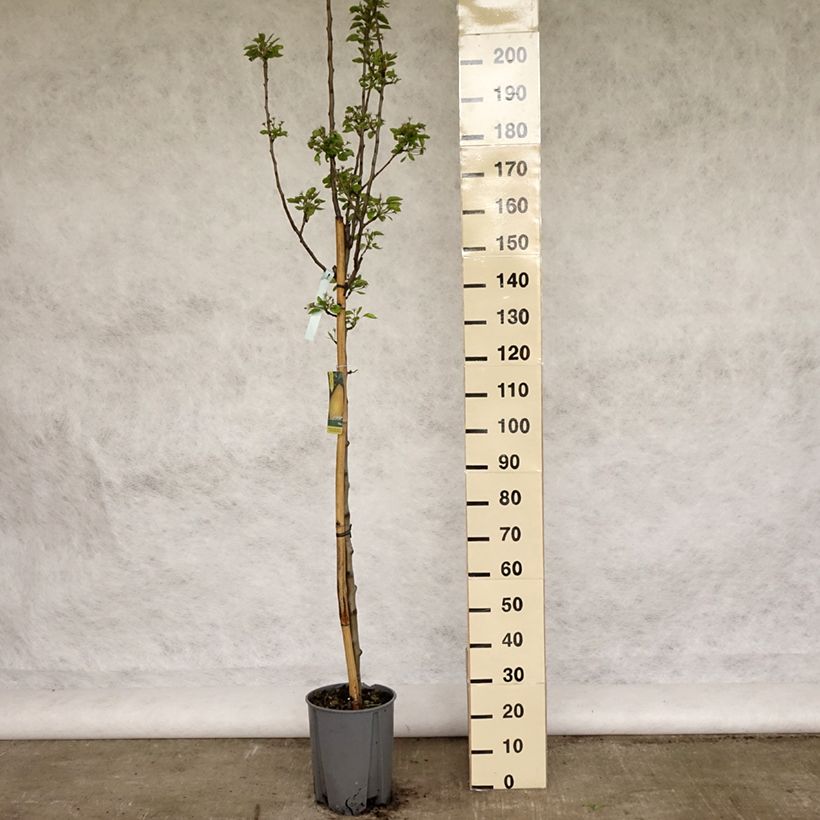 Exemplar von Birnbaum Williams - Pyrus communis Topf mit 7,5L/10L, Halbstamm wie im Frühjahr geliefert