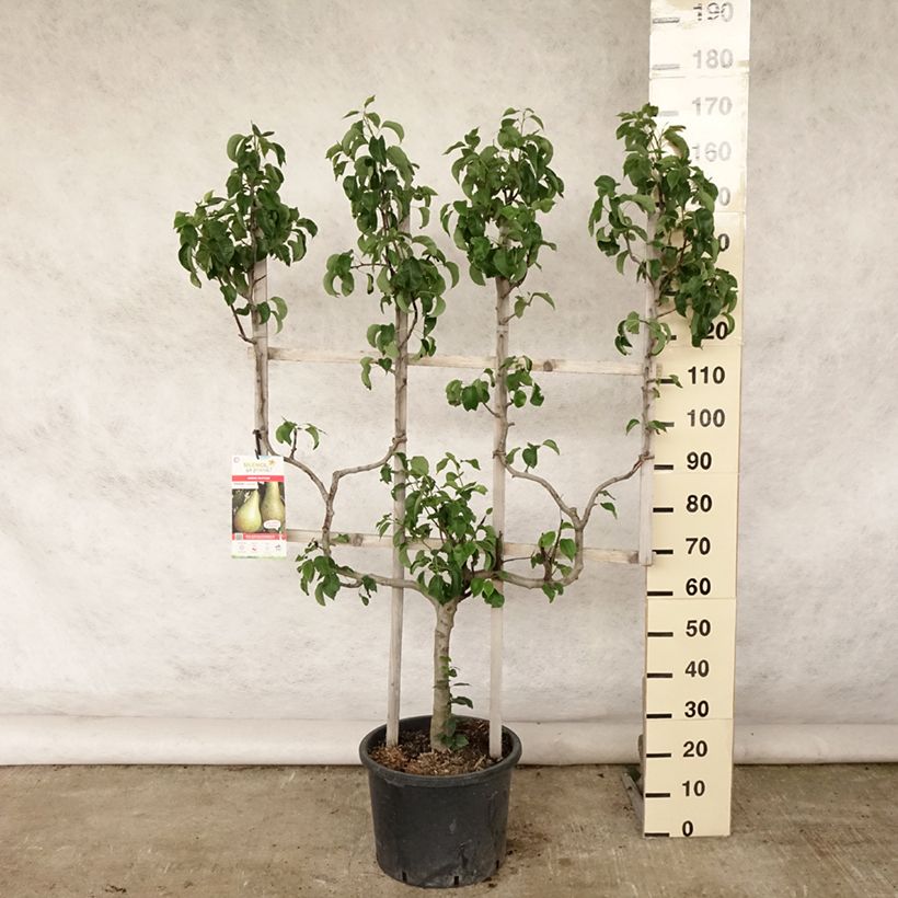 Exemplar von Birnbaum Williams - Pyrus communis Topf mit 20L/25L, Spalierobst doppelte U-Form wie im Sommer geliefert