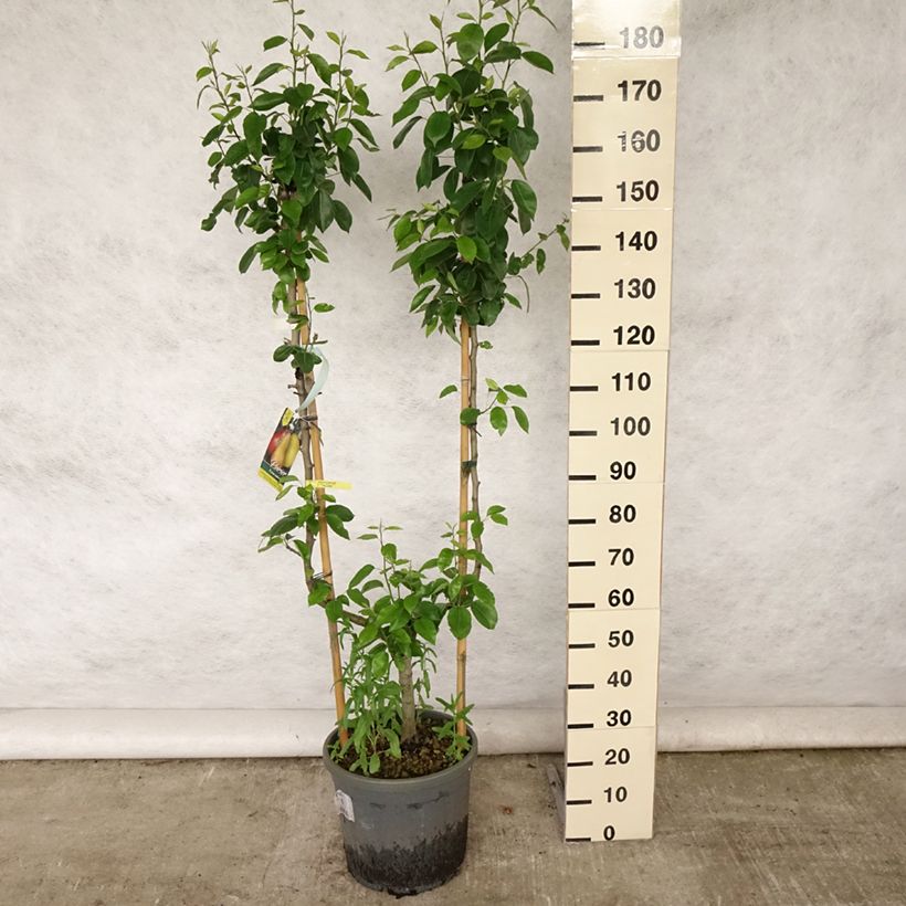 Exemplar von Birnbaum Williams - Pyrus communis Topf mit 12L/15L, Spalierobst einfach U-Form wie im Sommer geliefert